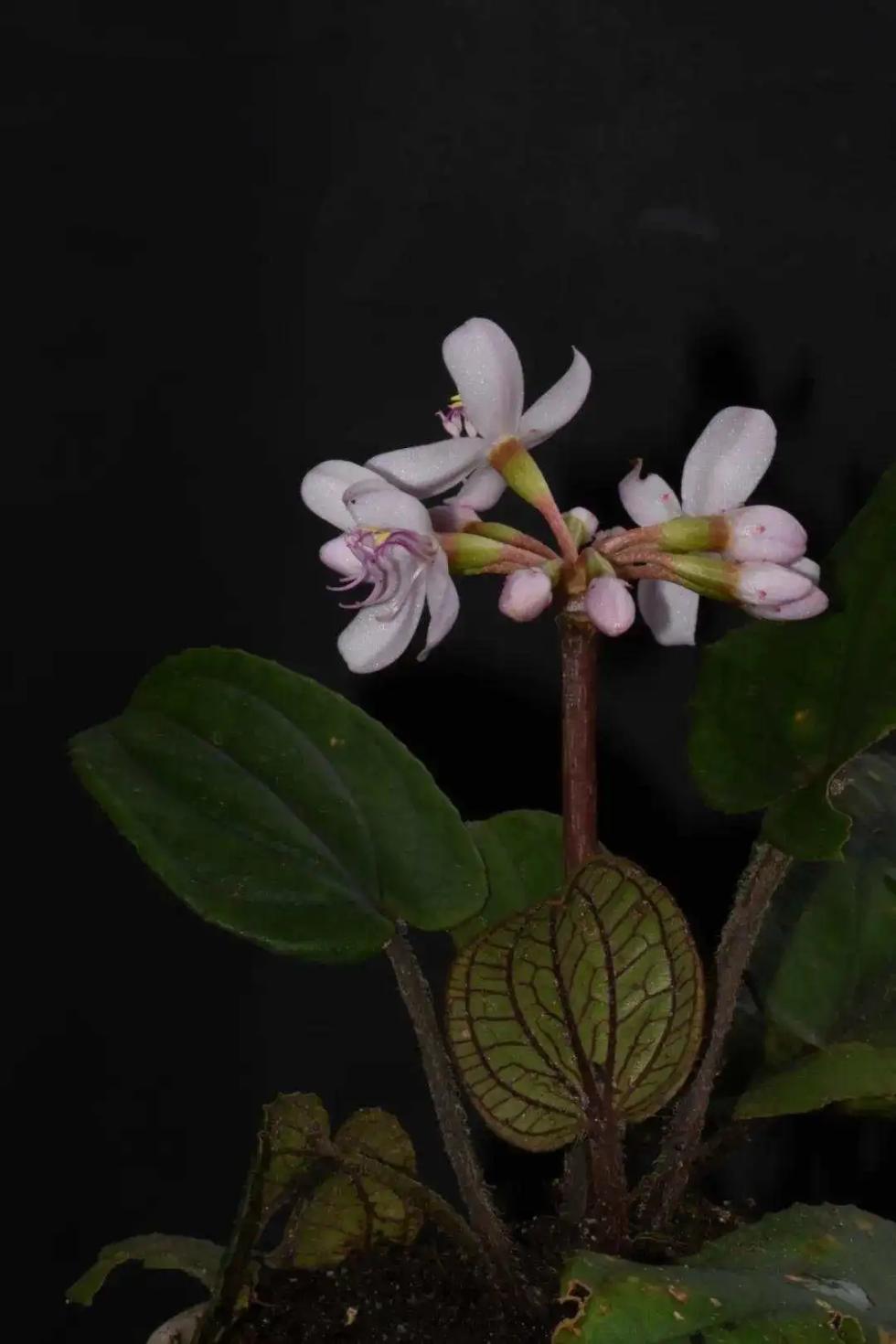 新物種！云南發(fā)現(xiàn)野牡丹科金平異藥花