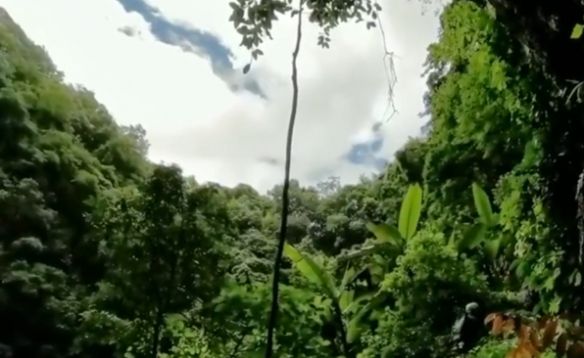 云南天坑蕞新發(fā)現(xiàn)：極危物種消失百年后終重新現(xiàn)身