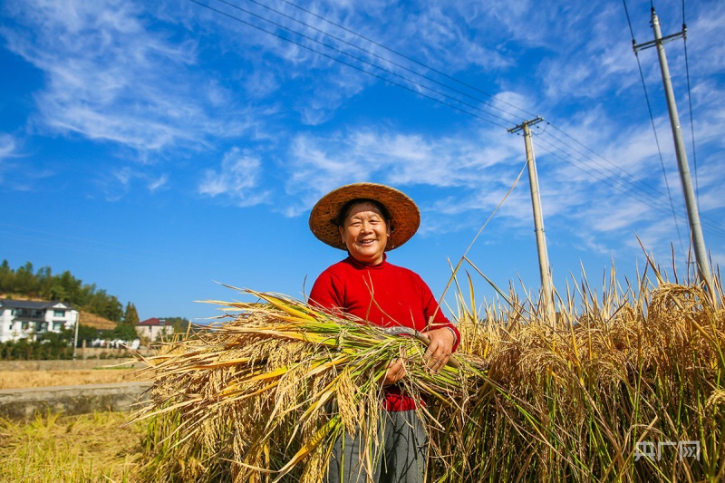 浙江臨安：金黃稻浪喜獲豐收