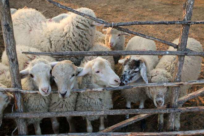 河南濟(jì)源出現(xiàn)不明野獸闖入村莊撕咬羊還會藏在羊群里伺機(jī)逃走