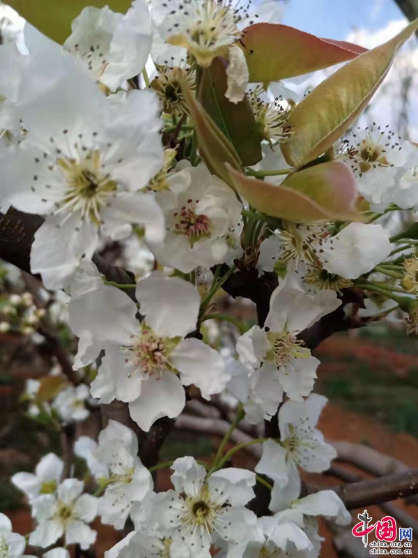 云南安寧:生態(tài)農(nóng)業(yè)促發(fā)展科技觀光創(chuàng)效益